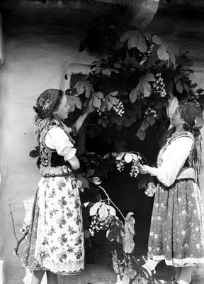 Przyozdabianie (majenie) domów na Zielone Święta w Bronowicach, 1930 rok.  (www.audiovis.nac.gov.pl)